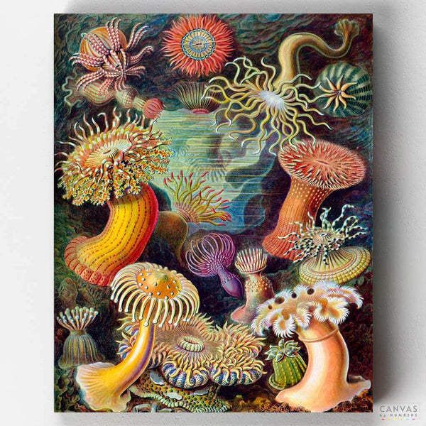 Actiniae- Pintar por Números- Canvas by Numbers