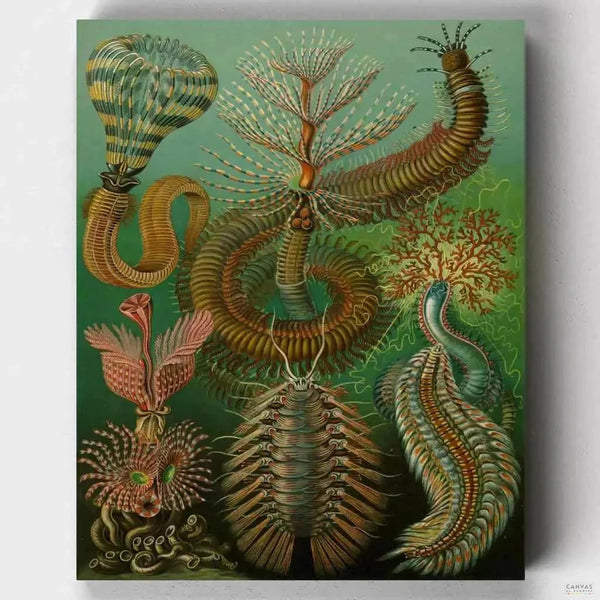 Chaetopoda- Pintar por Números- Canvas by Numbers