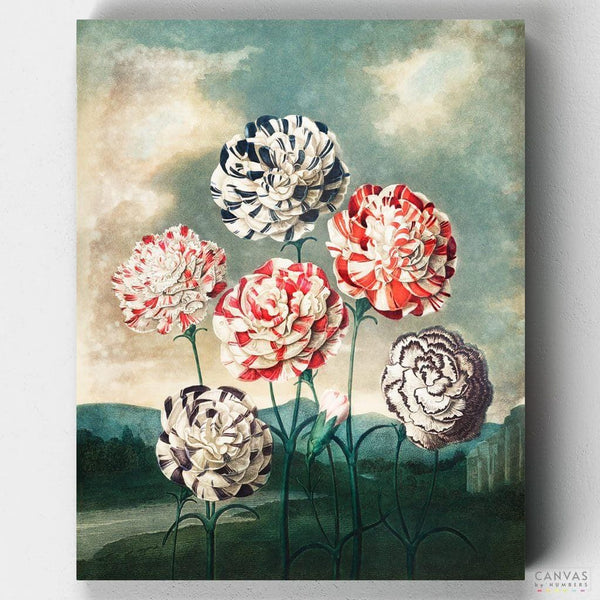 Grupo de Claveles- Pintar por Números- Canvas by Numbers