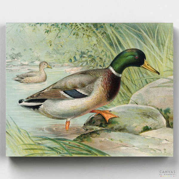 Pato Real- Pintar por Números- Canvas by Numbers