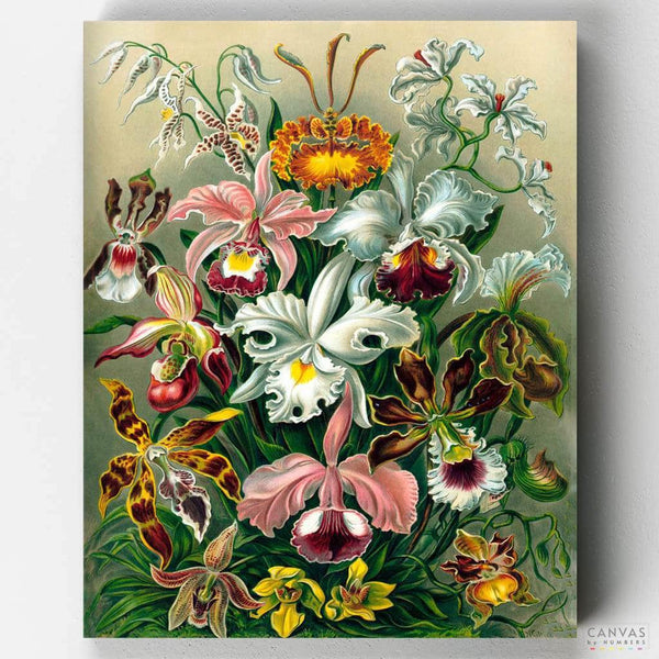 Orchidae- Pintar por Números- Canvas by Numbers
