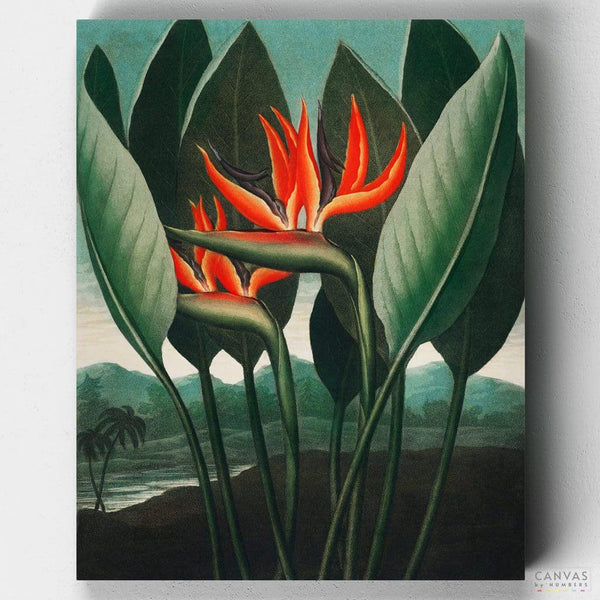 La Planta Reina- Pintar por Números- Canvas by Numbers