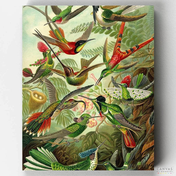 Trochilidae (Colibríes)- Pintar por Números- Canvas by Numbers