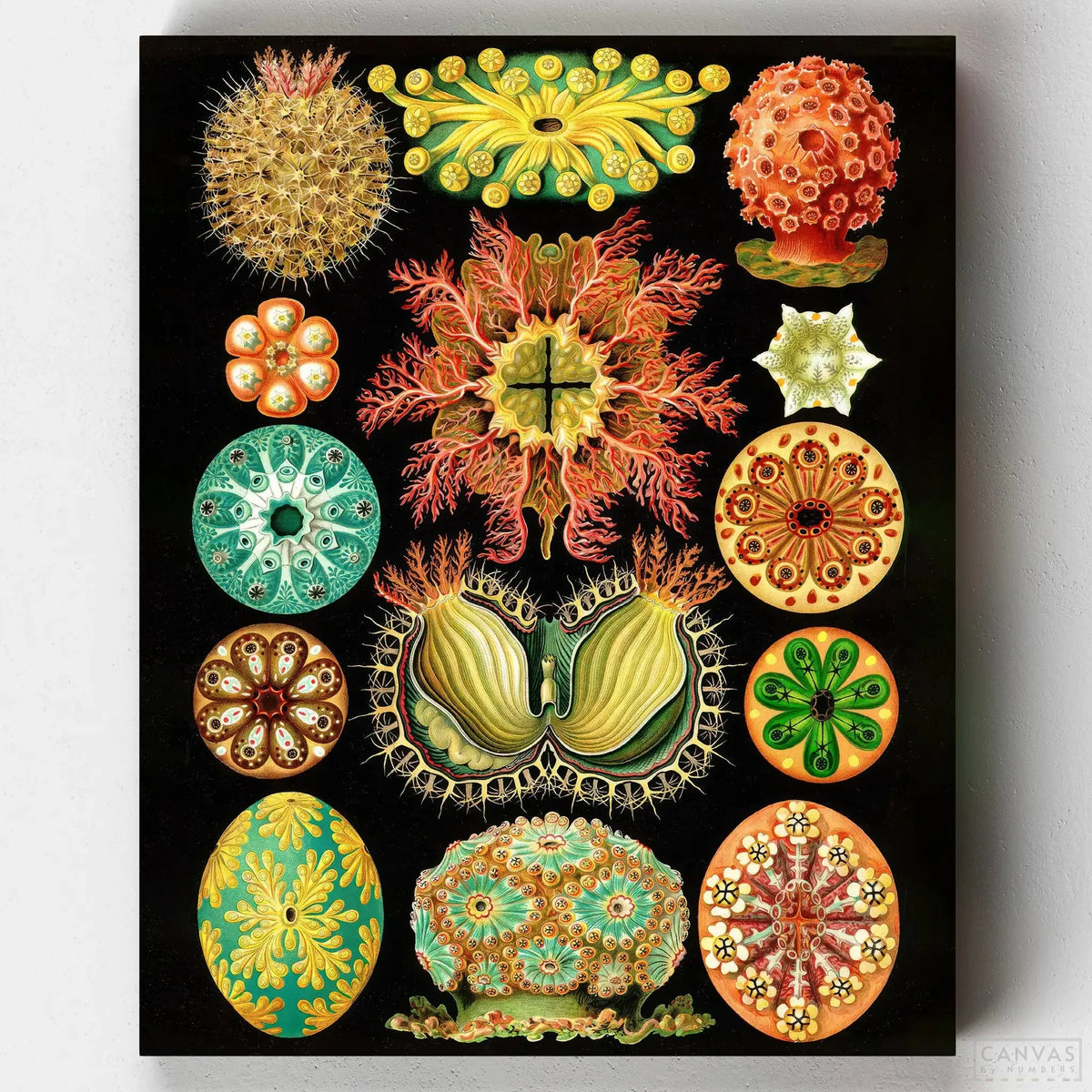 Ascidiae- Pintar por Números- Canvas by Numbers