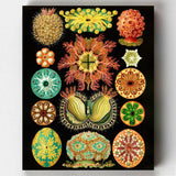 Ascidiae- Pintar por Números- Canvas by Numbers