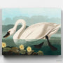 Cisne Americano Común- Pintar por Números- Canvas by Numbers