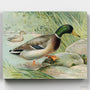 Pato Real- Pintar por Números- Canvas by Numbers